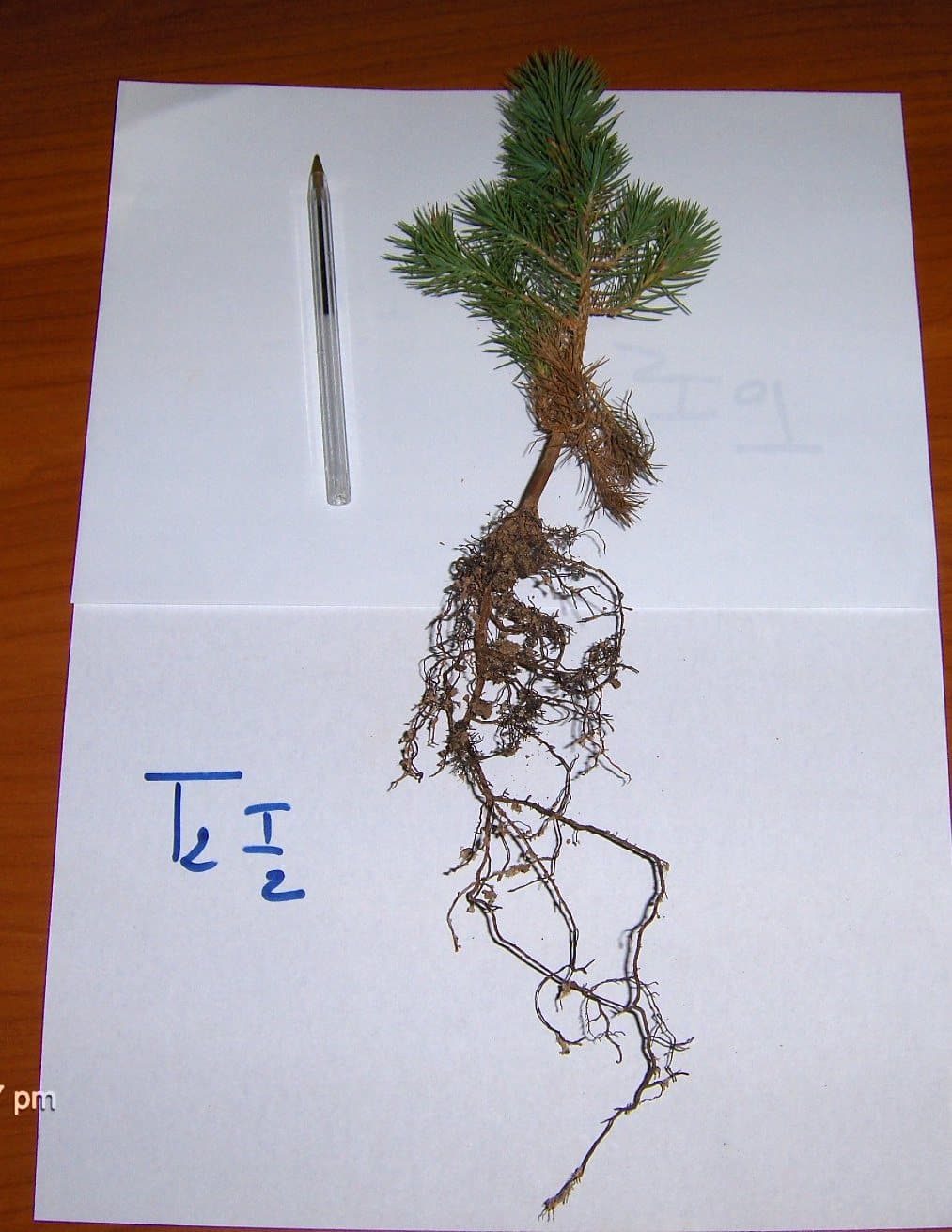 T₂I₂ — Organic + mycorrhiza